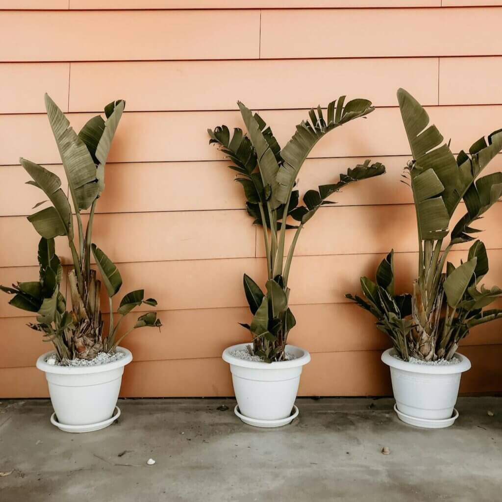plastic planters
