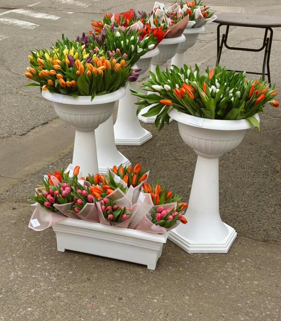 Plastic Planters 
